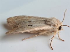 Lithophane patefacta