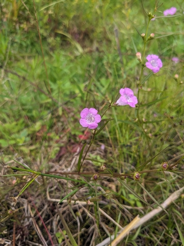 purple false foxglove