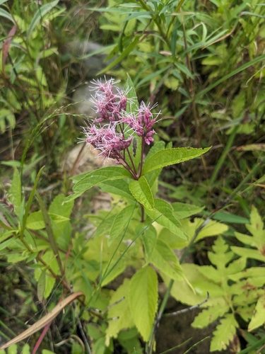 spotted Joe-Pye weed