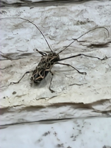 Harlequin Beetle