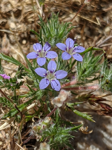 Image of Navarretia mitracarpa by no rights reserved
