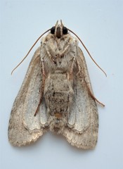 Lithophane patefacta