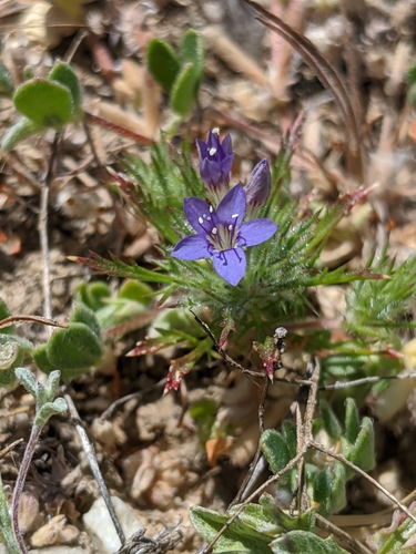 Image of Navarretia mitracarpa by no rights reserved