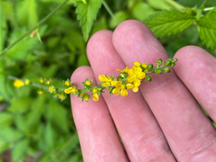 Agrimonia gryposepala, photograph (c) Quinten Wiegersma, some rights reserved (CC BY)