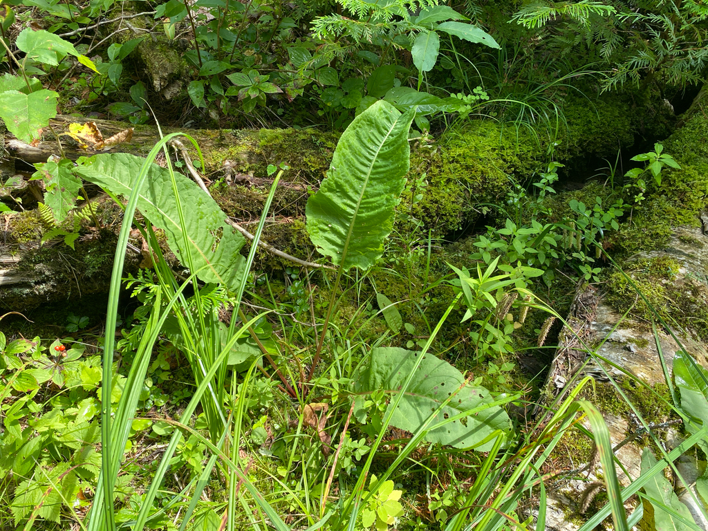 Rumex britannica; photograph (c) Quinten Wiegersma, some rights reserved (CC BY)