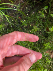Poa palustris, photograph (c) Quinten Wiegersma, some rights reserved (CC BY)