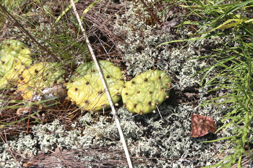 Opuntia mesacantha, photograph 1
