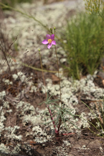 Phemeranthus mengesii, photograph 1