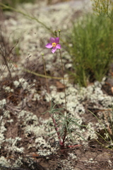 Phemeranthus mengesii