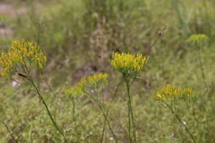 Bigelowia nuttallii, photograph (c) Reid Hardin, some rights reserved (CC BY)
