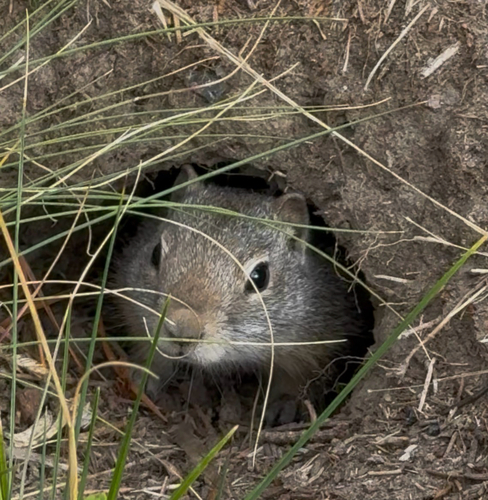 Uinta Ground Squirrel observed by shausker