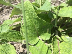 Salvia pratensis