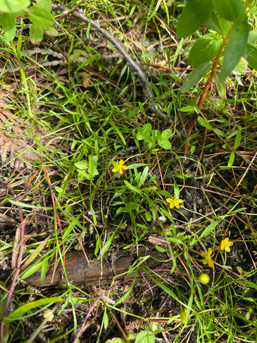 Ranunculus reptans, photograph 3