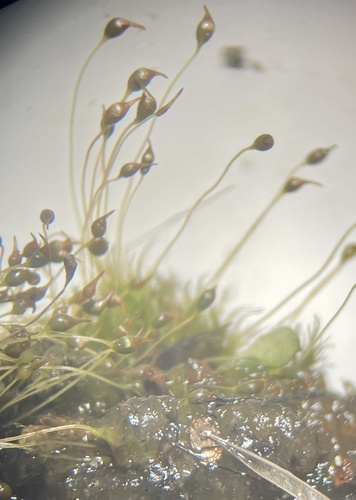 Dicranella cerviculata observed 2026-08-11