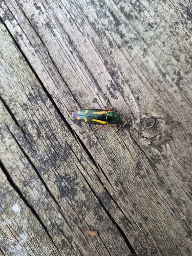 Red-legged Buprestis Beetle