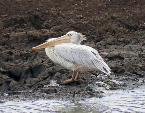 Pink-backed Pelican