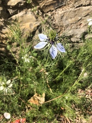 Nigella
