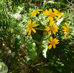 Farfugium japonicum japonicum