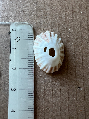 Fissurella nodosa, 2026-08-24