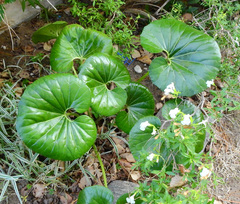 Farfugium japonicum