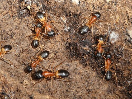 Banded Sugar Ant