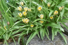Tulipa urumiensis