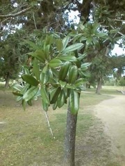 Magnoliaceae