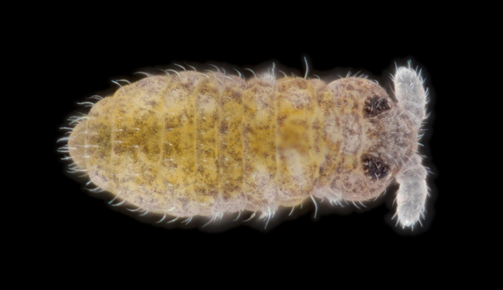 Brachystomella stachi