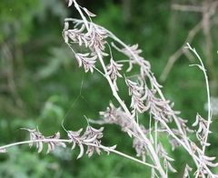 Indigofera suffruticosa