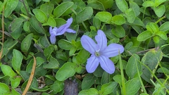 Ruellia prostrata, photograph (c) Andrew Parker, some rights reserved (CC BY)