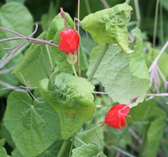 Malvaviscus arboreus drummondii