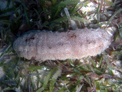 Astichopus multifidus