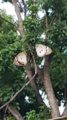 Danaus chrysippus chrysippus