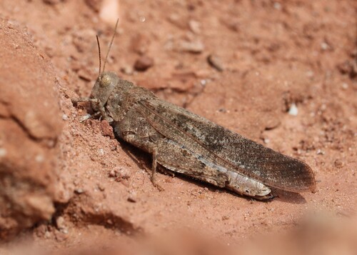 Carolina Grasshopper