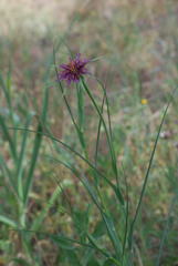 Tragopogon angustifolius