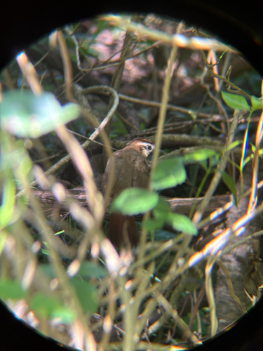 White-browed Laughingthrush