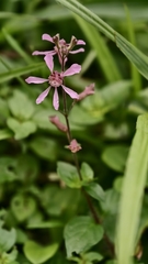 Cuphea racemosa, photograph (c) fmunoz, some rights reserved (CC BY)