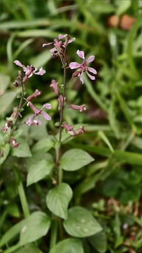 Cuphea racemosa, photograph 2