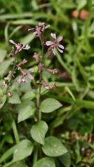 Cuphea racemosa, photograph (c) fmunoz, some rights reserved (CC BY)