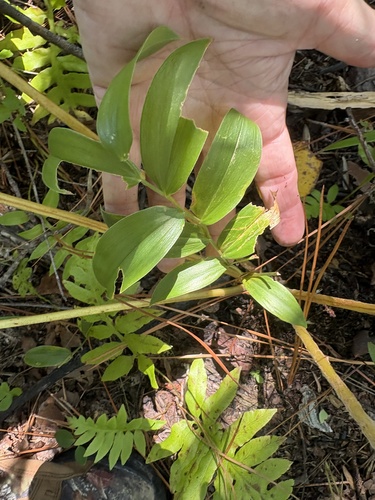 Uvularia puberula, photograph 3