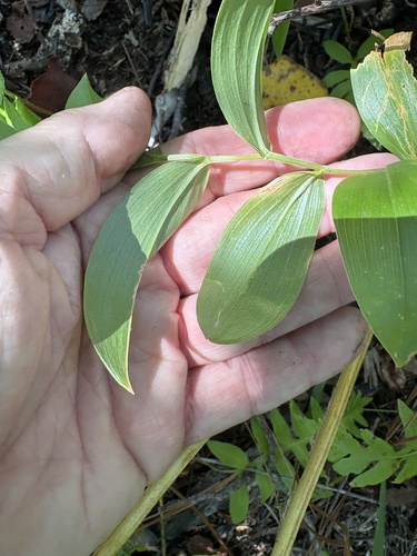 Uvularia puberula, photograph 4