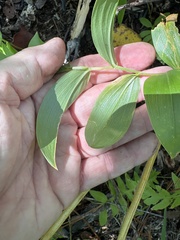 Uvularia puberula, photograph author not stated, no rights reserved