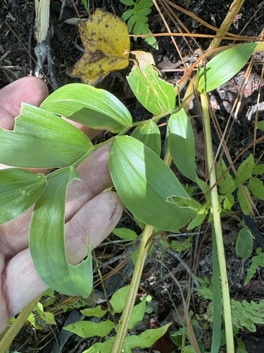 Uvularia puberula, photograph 5