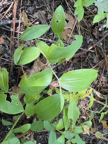 Uvularia puberula, photograph 6