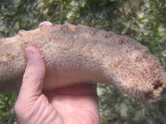 Astichopus multifidus