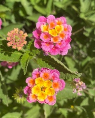 Lantana × strigocamara