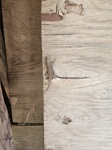 Western Fence Lizard