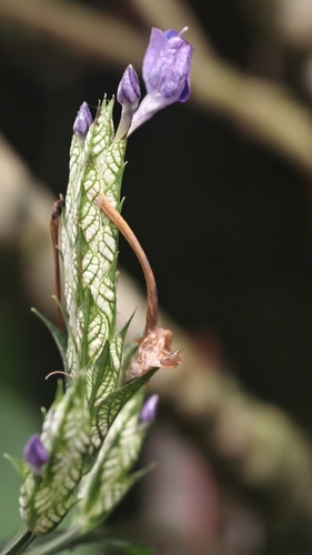 Eranthemum pulchellum observed 2026-08-25