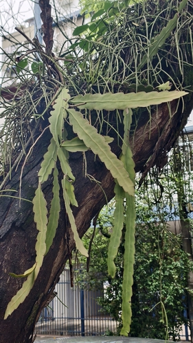 Epiphyllum phyllanthus, photograph 6