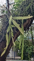 Epiphyllum phyllanthus, photograph (c) fmunoz, some rights reserved (CC BY)